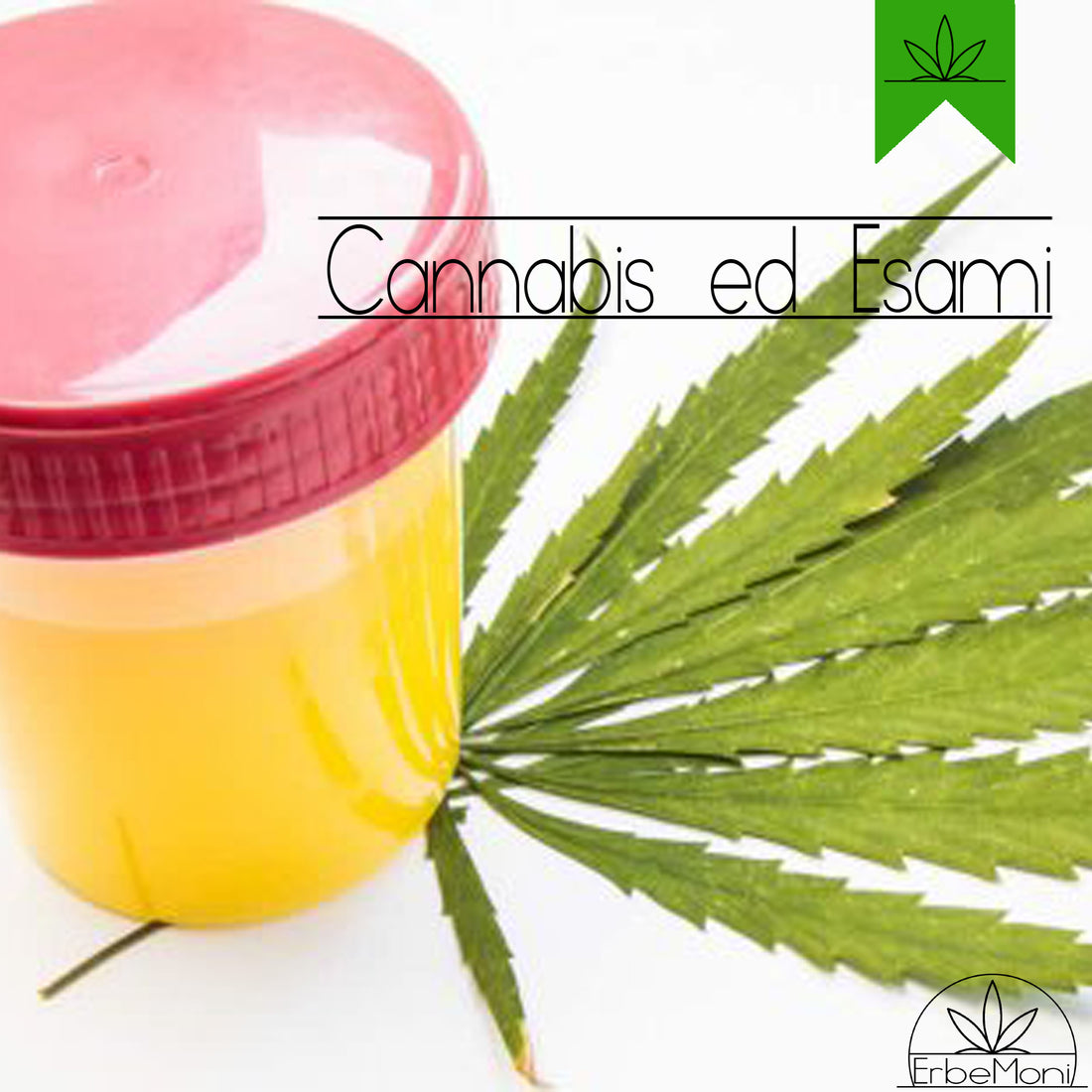 ErbeMoni-BlogMoni-Titold-Cannabis-Light-CBD-Semi-ErbaLegale
