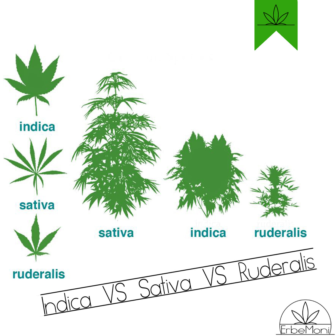 ErbeMoni-BlogMoni-Titold-Cannabis-Light-CBD-Indica-Sativa-Ruderalis-ErbaLegale-Bio