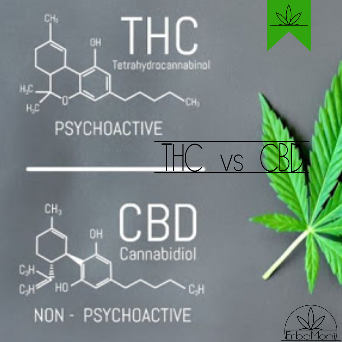 ErbeMoni-BlogMoni-Titold-Cannabis-Light-CBD-Vs-THC-ErbaLegale