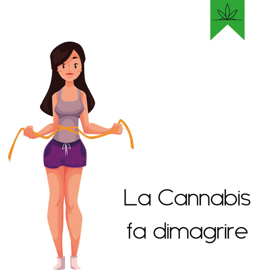 ErbeMoni-BlogMoni-CBD-Cannabis-Light-Dimagrire-Effetti-Cura-Benefici-Olio-Canapa