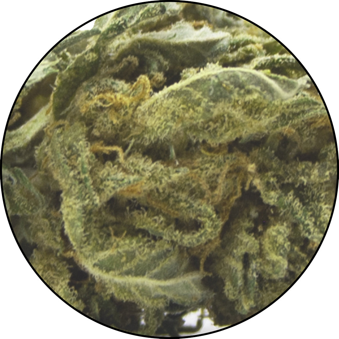 Diesel-Berry-Cannabis-Light-CBD-Erba-legale-ErbeMoni-1