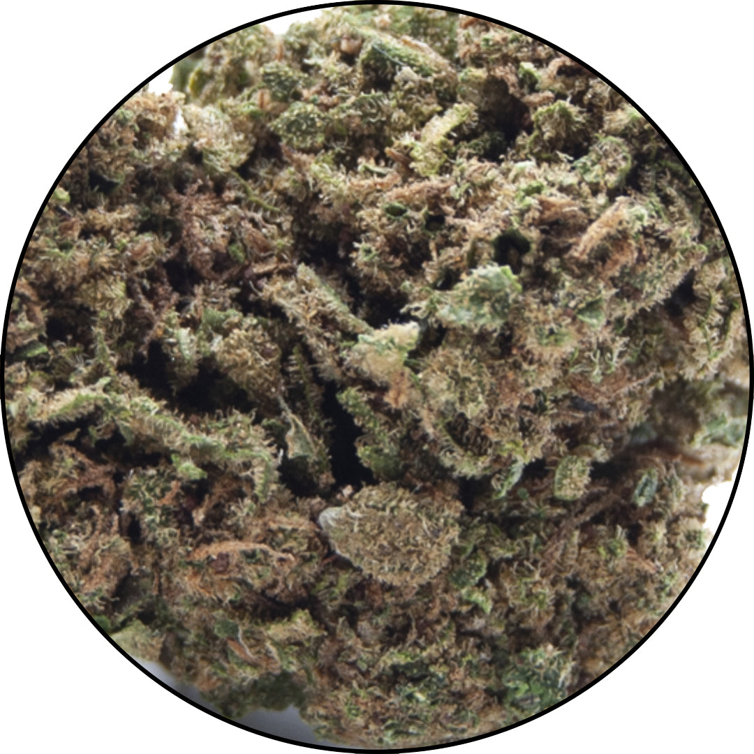 Royal-Cheese-Cannabis-Light-CBD-Erba-legale-ErbeMoni-1