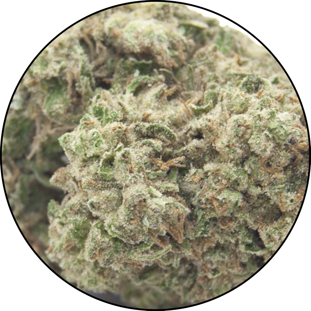    White-Widow-Cannabis-Light-CBD-Erba-legale-ErbeMoni-1